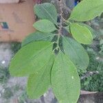 Erythroxylum coca برگ