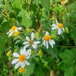 Montanoa leucantha Flower