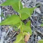 Hypericum montanum Blatt