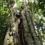 Gilletiodendron kisantuense Bark