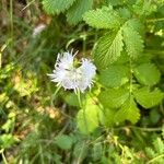 Dianthus monspessulanus Cvet