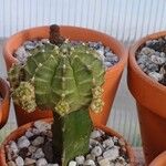 Gymnocalycium anisitsii Blad