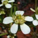 Neoguillauminia cleopatra Flower