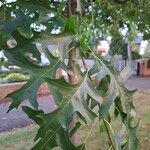 Quercus palustris Leaf