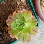 Aeonium leucoblepharum Hoja