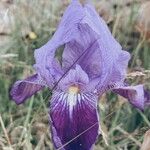 Iris lutescensFlor