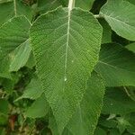 Colquhounia coccinea Leaf