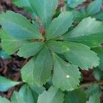 Pachysandra terminalis Leaf