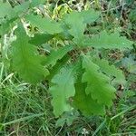 Quercus canariensis Leaf