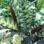 Calathea lancifolia Hoja