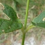 Lysimachia vulgaris Folha