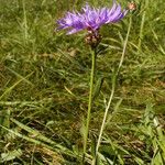 Centaurea jaceaLeaf