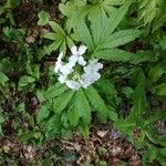 Cardamine heptaphylla 花