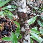 Illicium floridanum Bark