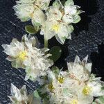 Paronychia argentea Flors
