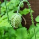 Papaver cambricum Sonstige