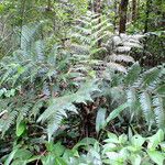 Cyathea cyatheoides Hábito