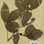 Pachira duckei Hoja