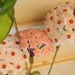 Hoya carnosa Virág
