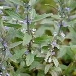 Ajuga integrifolia List