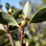Myrsine asymmetrica Φρούτο