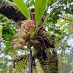 Bulbophyllum cocoinum Blad