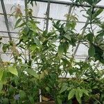 Cavendishia bracteata 整株植物