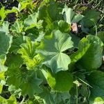 Alchemilla acutiloba Лист