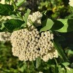 Tanacetum macrophyllum Blomma