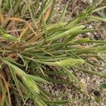 Phleum arenarium Leaf