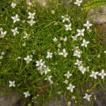 Moehringia muscosa Hábitos