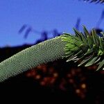 Araucaria muelleri Агульны выгляд