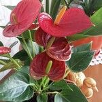 Anthurium scherzerianum Λουλούδι