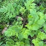 Valeriana officinalis Fuelha