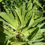 Carex plantaginea Leaf