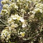 Hormathophylla spinosa Λουλούδι