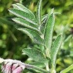 Vicia benghalensis Folha