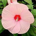 Hibiscus moscheutos Цвят