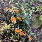 Lantana camaraFlower