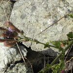 Verbena lasiostachys Yeri