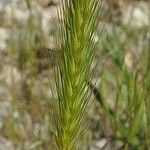 Hordeum pusillum Fruit