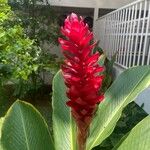 Alpinia purpurata Flower