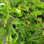 Calliandra surinamensis Feuille