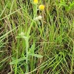 Nidorella aegyptiaca 葉