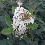 Acokanthera oblongifolia Flor