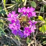 Glandularia tenera Blüte