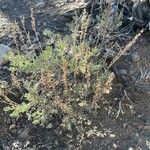 Artemisia tridentata Leaf
