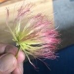 Albizia lebbeck Blüte