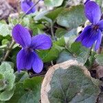 Viola odorata Fleur
