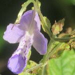 Tripora divaricata Flower